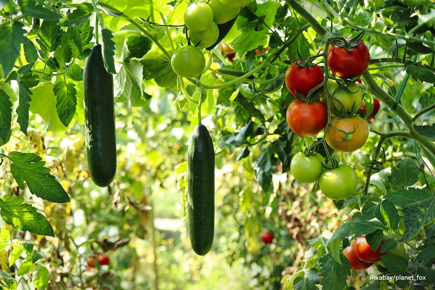 the advantages and disadvantages of organic gardening min f76d7a9c 0909 4aea aa7a 8797f6f7f1cc