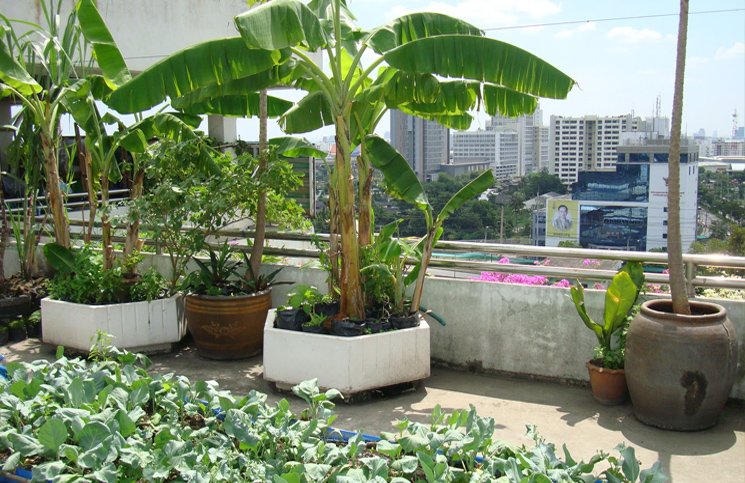 rooftop kitchen garden india feature image